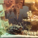 fabriquer un decor de fond pour aquarium