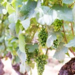 week end sympa bourgogne