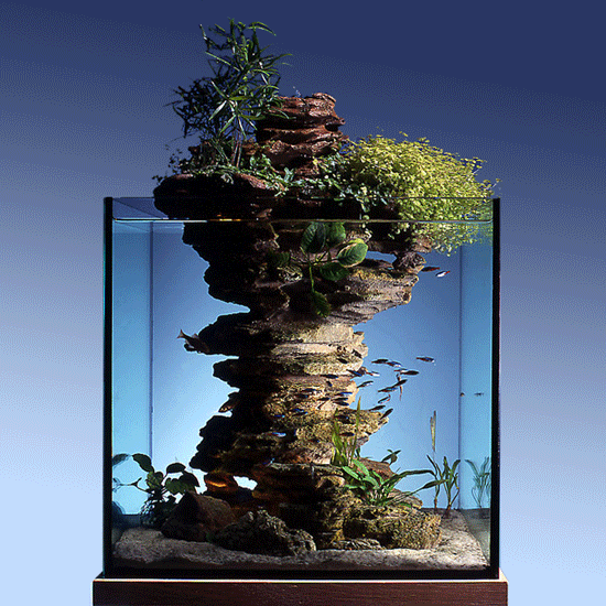 decoration biologique