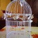 cage oiseaux decorative pas cher