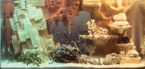 decoration aquarium soi meme