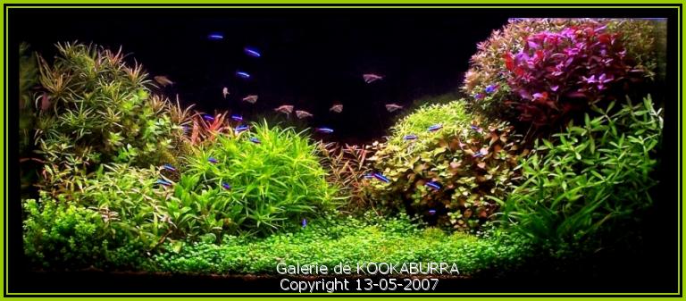 decoration aquarium soi meme
