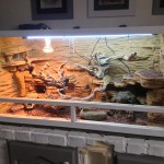 fabriquer un decor pour terrarium