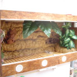 fabriquer deco pour terrarium