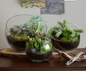 fabriquer deco pour terrarium